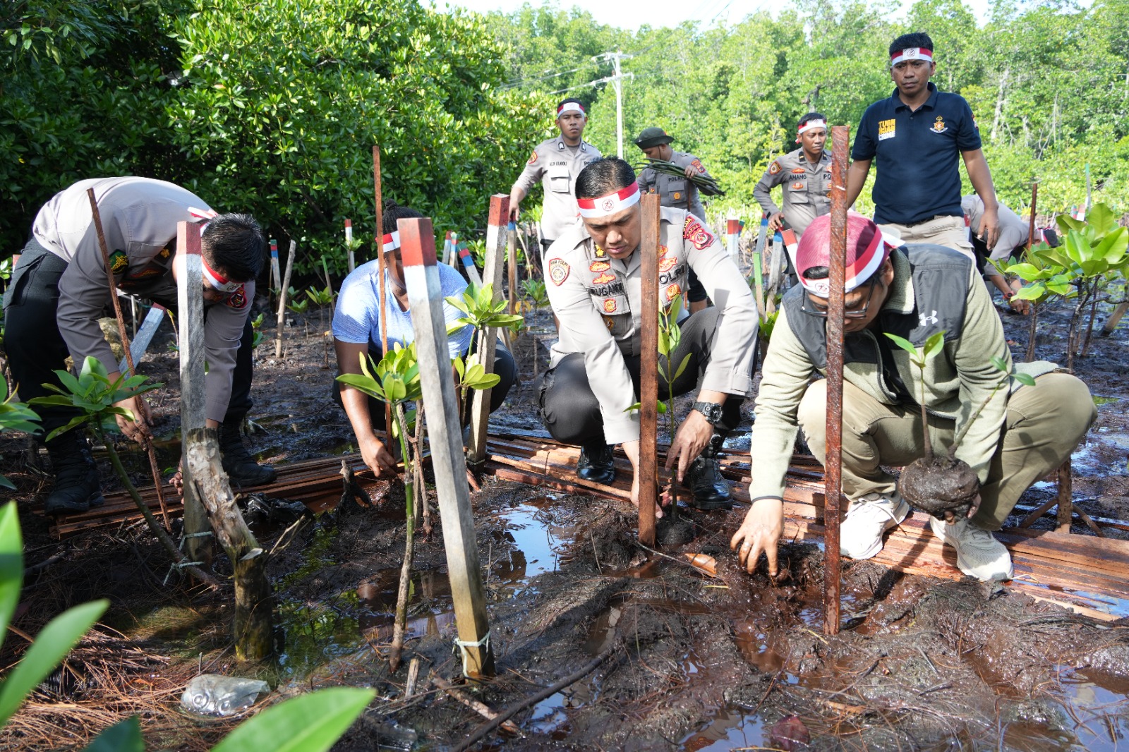 Jelang HUT Bhayangkara Ke-78, Polda Papua Gelar Penanaman Pohon Mangrove