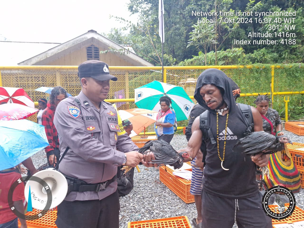 Pengamanan Pendistribusian Bibit Ternak Ayam Kampung di Mimika