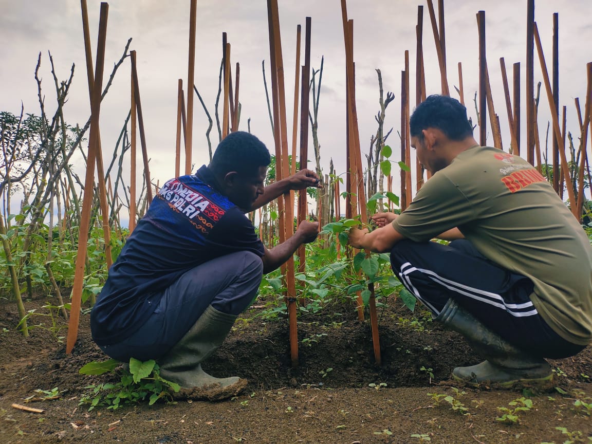 Menghidupkan Lahan Tidur: Inisiatif Ketahanan Pangan Bripka Hery dan Brigpol Viktor di Arso Barat-Papua