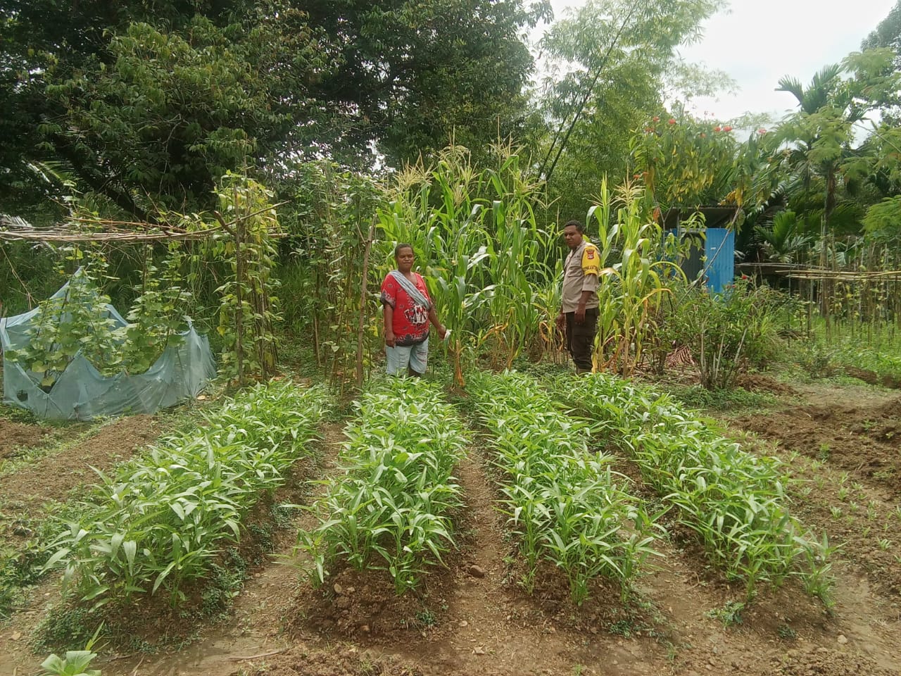 Bhabinkamtibmas Giat Sambang Di Kelompok Tani dalam mendukung Program Ketahanan Pangan Pekarangan Bergizi