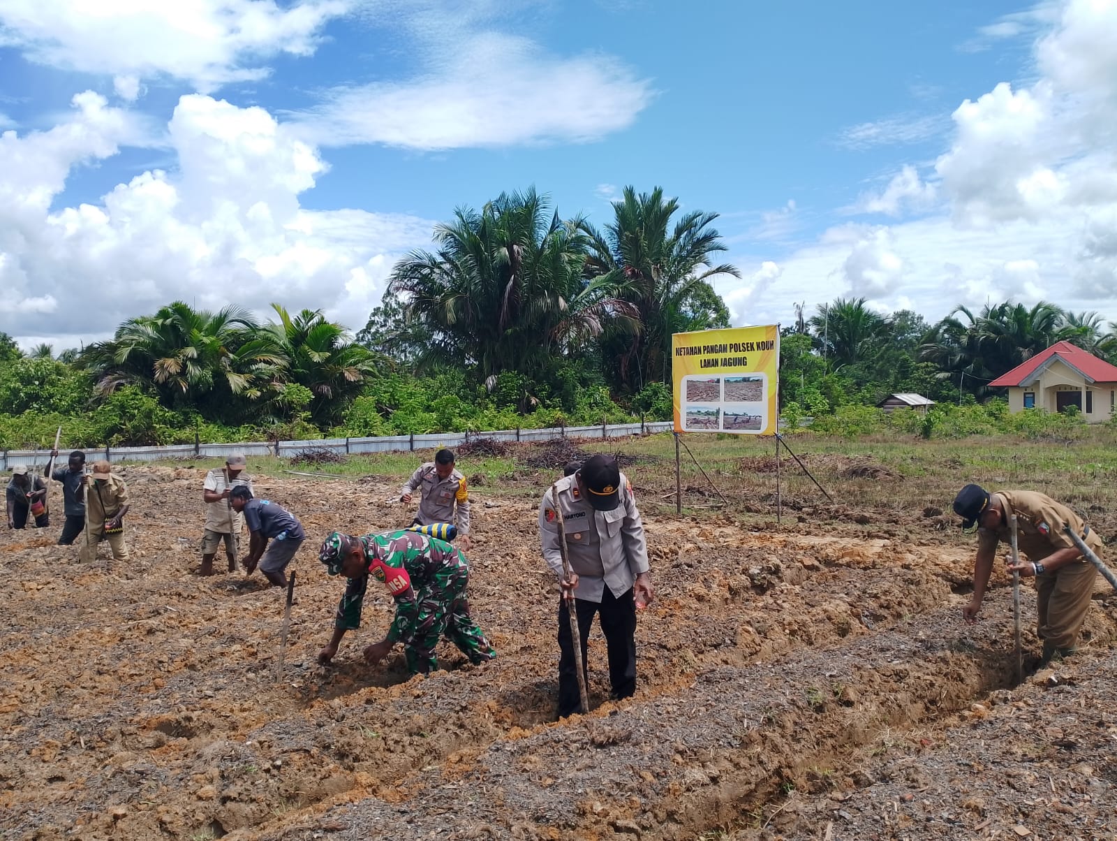 DUKUNG KETAHANAN PANGAN NASIONAL, POLSEK KOUH TANAM JAGUNG SERENTAK