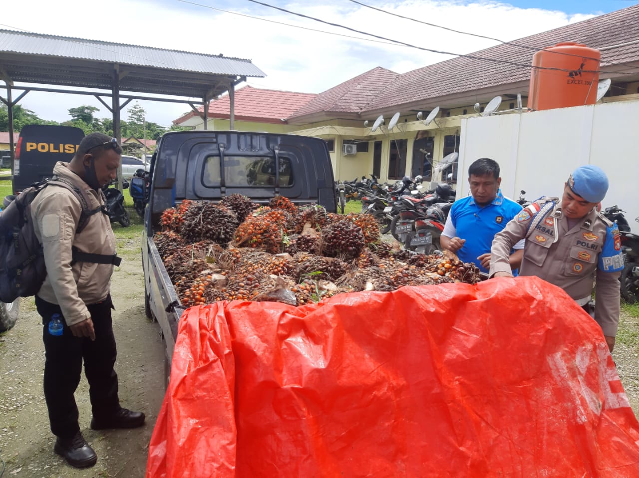 Polsek Arso Timur Berhasil Amankan Pelaku Pencurian Buah Sawit Di Kebun Anggrek PT. TSP