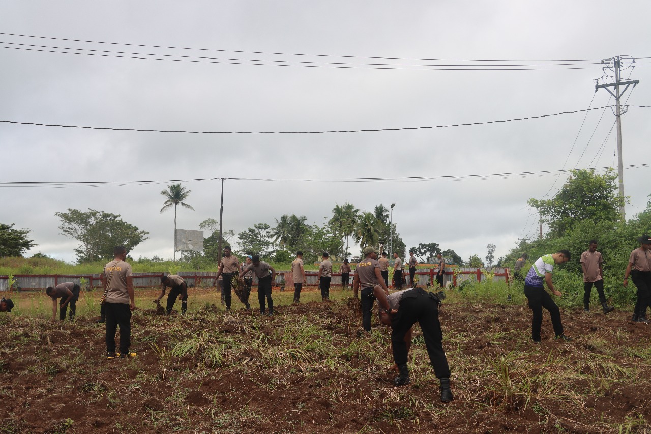 Dukung Ketahanan Pangan Nasional Polres Mappi Buka lahan Jagung. ‎
