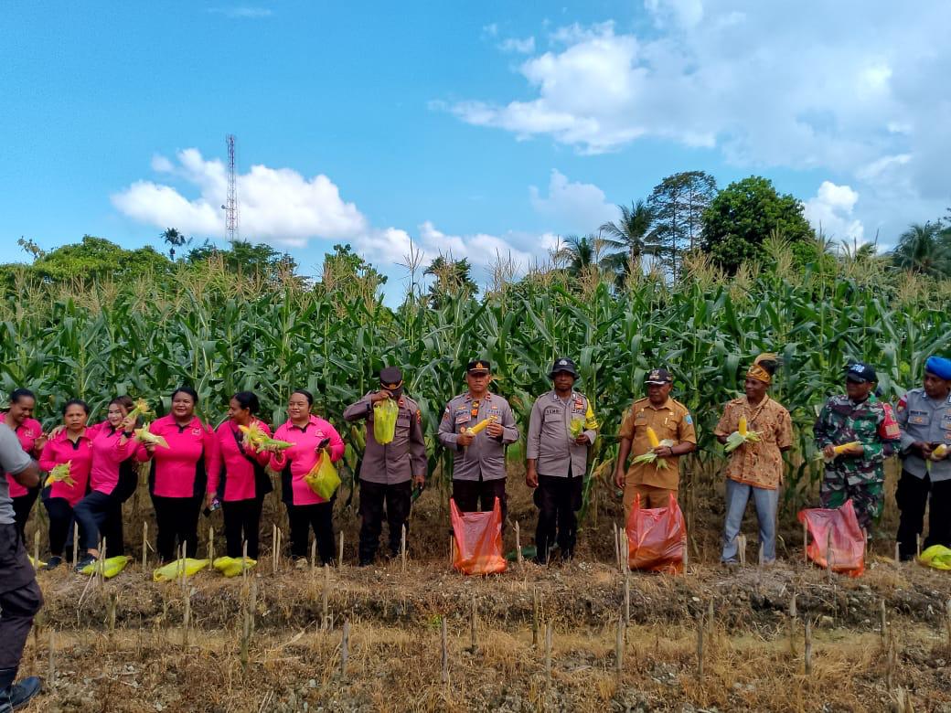 Polsek Supiori Selatan Lakukan Panen Jagung Program Ketahan Pangan