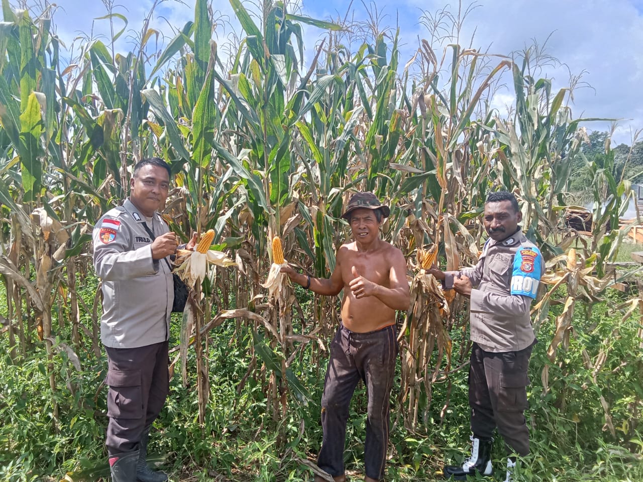 Lakukan Pengecekan Lahan Padi Dan Jagung, Bhabinkamtibmas Aktif Dukung Ketahanan Pangan
