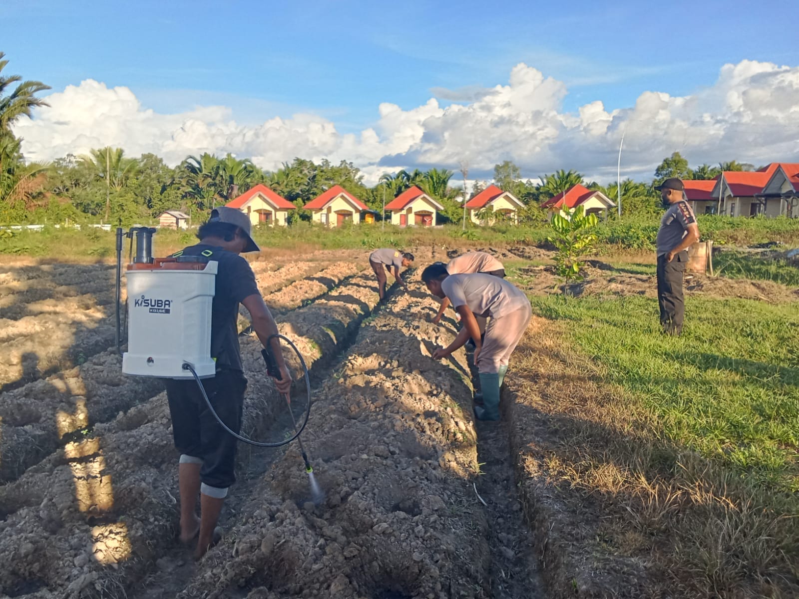 POLSEK KOUH LANJUTKAN PROGRAM TANAM JAGUNG TAHAP KEDUA
