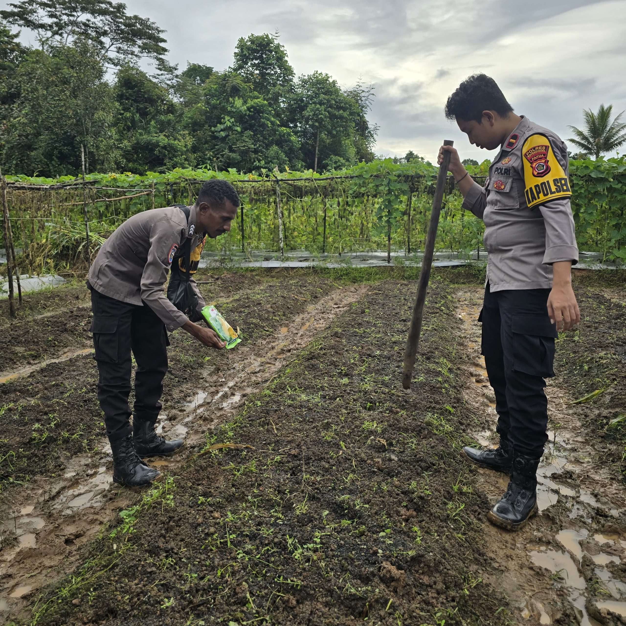 Kapolsek Jair bersama kelompok tani Barokah Laksanakan Penanaman Jagung Serentak