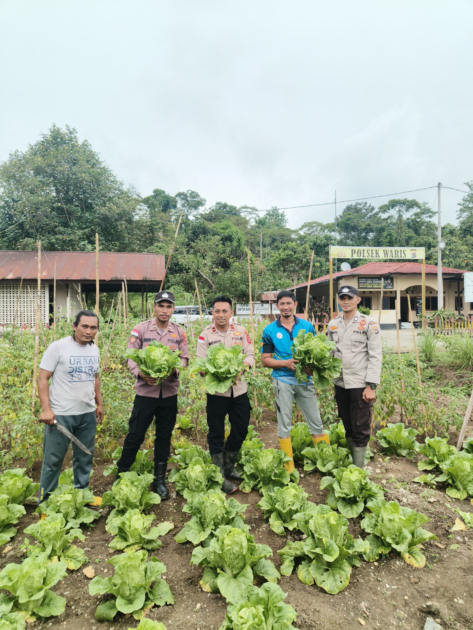 Polsek Waris Dukung Ketahanan Pangan Lewat Penanaman dan Panen Sayuran di Lahan Pekarangan Bergizi