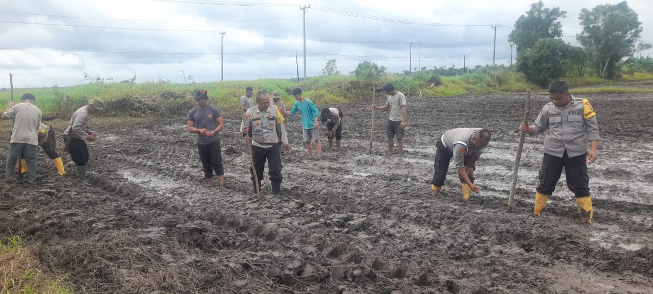 Polres Merauke Laksanakan Penanaman Jagung Serentak Kwartal III Di Lahan Ketahanan Pangan Distrik Tanah Miring
