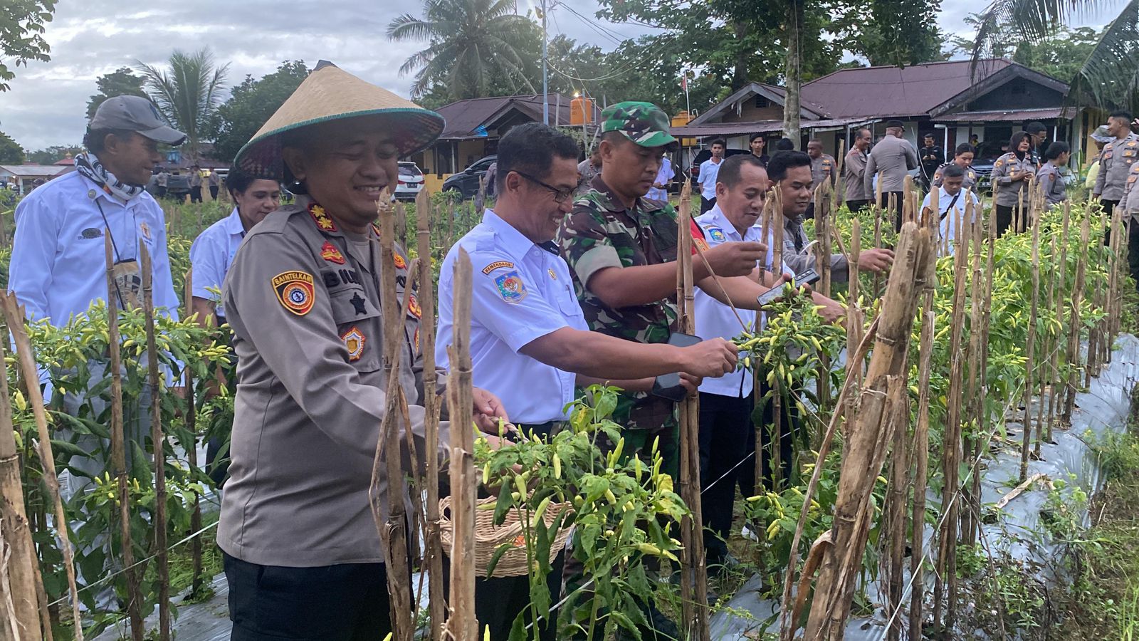 Penanaman Jagung Serentak Kuartal III Dan Panen Cabai Di Lahan Perhutanan Sosial Polres Mimika