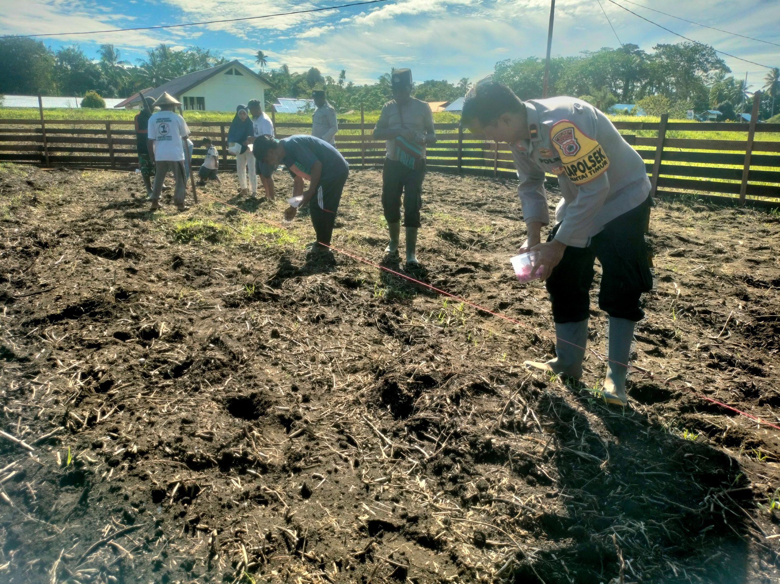 Dukung Ketahanan Pangan, Kapolsek Pantai Timur Tanam Jagung Bersama Kelompok Tani “Tim Makmur” di Kampung Betaf 2