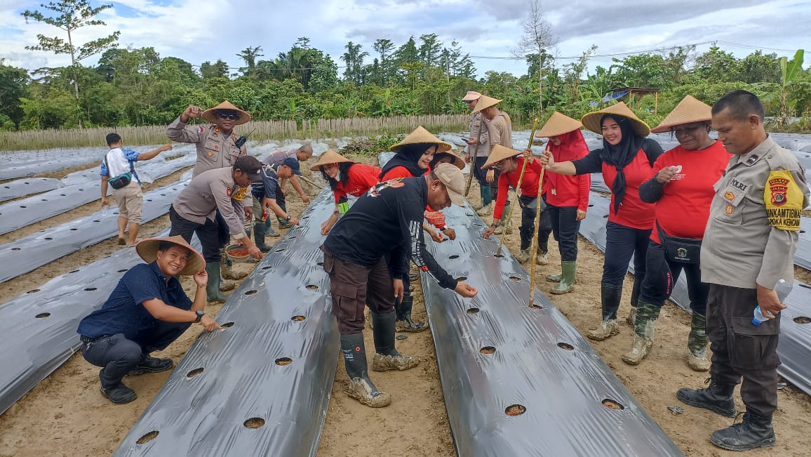 Polsek Kuala Kencana Melaksanakan Penanaman Jagung Hibrida 1 Hektar Dukung Ketahanan Pangan