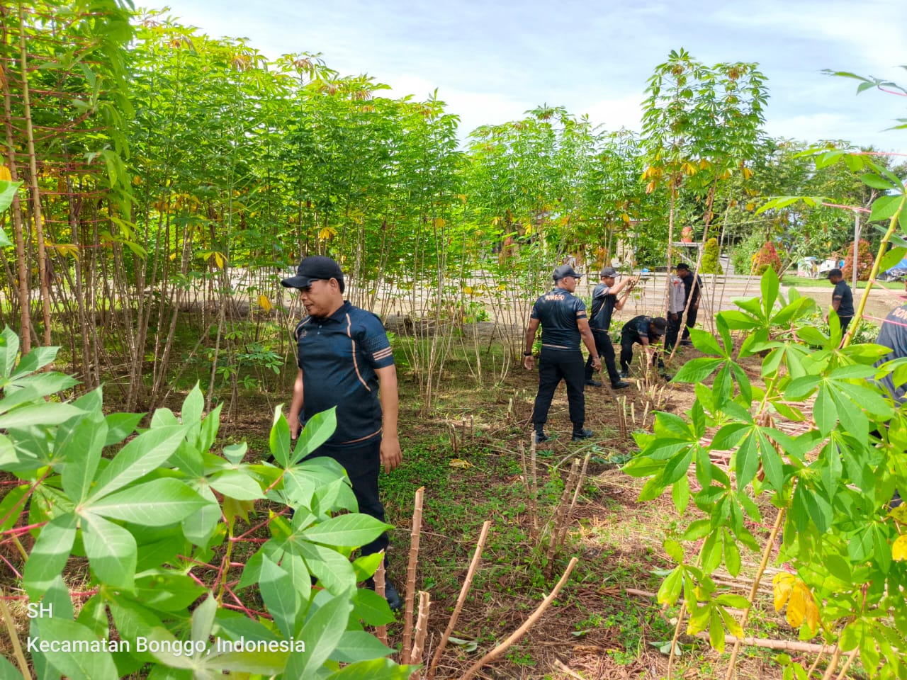 Kapolsek Bonggo Bersama Anggota Laksanakan Panen Singkong di Kebun Ketahanan Pangan