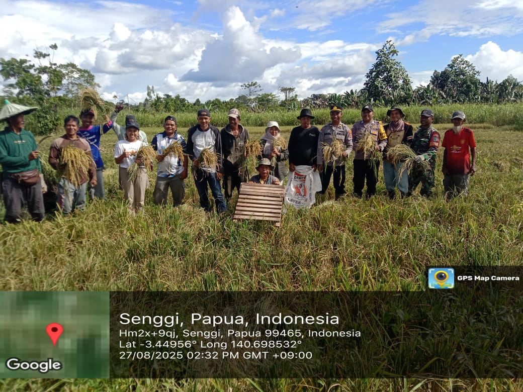 Sinergi TNI-Polri dan Dinas Pertanian, Bhabinkamtibmas Hadiri Panen Raya Padi Gogo di Distrik Senggi