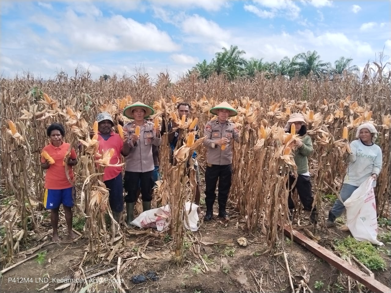 Dukung Ketahanan Pangan, Polsek Arso Hadiri Panen Jagung di Kampung Sanggaria