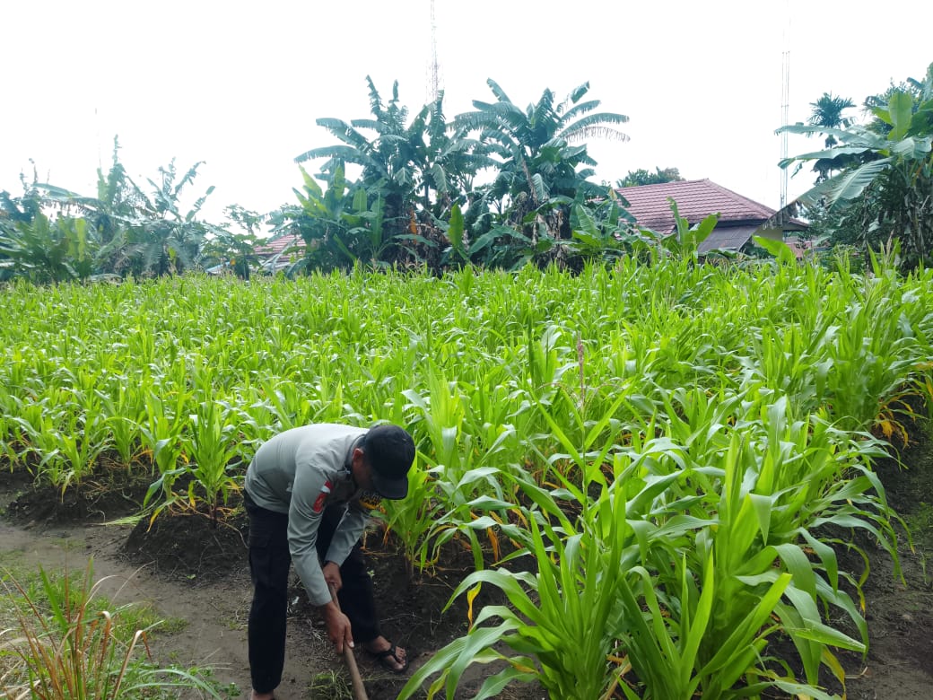 Polsek Sota Laksanakan Monitoring Perkembangan Tanaman Jagung di Lahan Pertanian