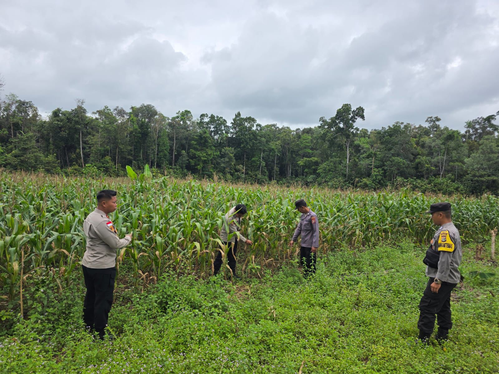 Lahan Binaan Polsek Muting Siap Panen Jagung pada Oktober 2025