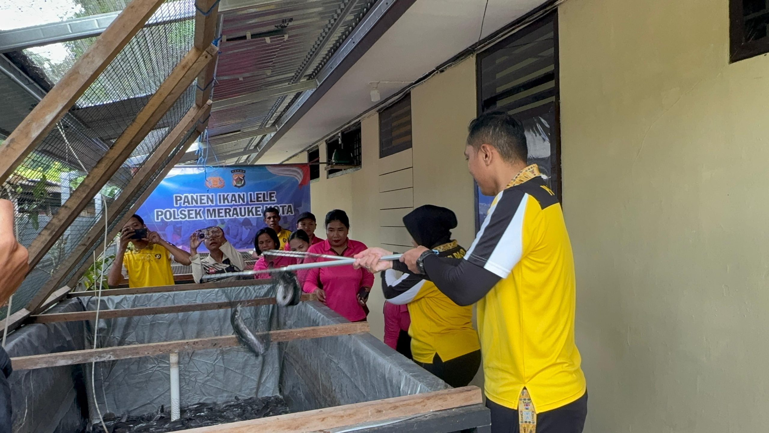 Polres Merauke Panen Ikan Lele di Kolam Binaan Polsek Merauke Kota, Wujud Dukungan Ketahanan Pangan