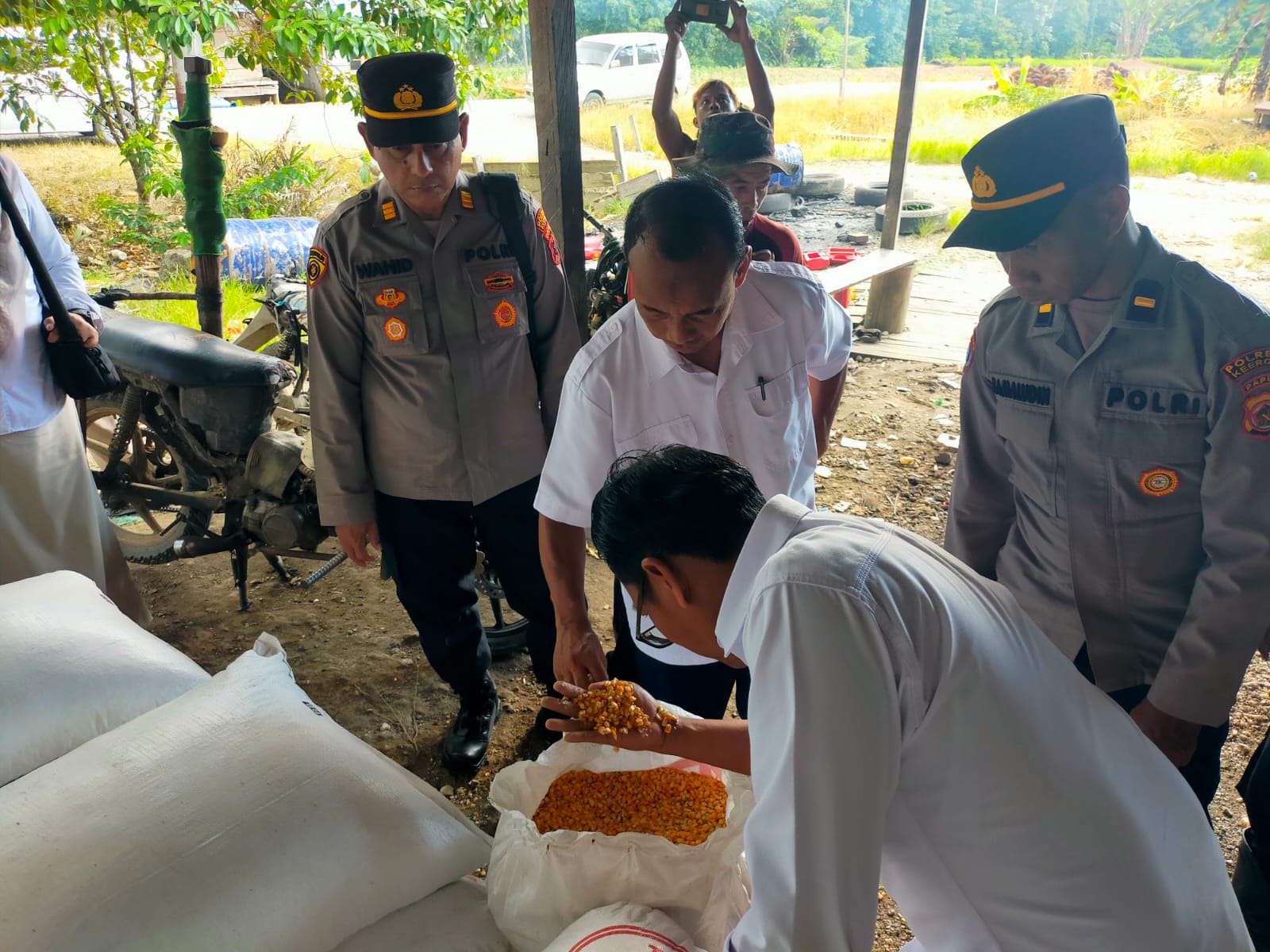 Sinergi Polres Keerom dan Bulog Dukung Petani Jagung di Wilayah Perbatasan Keerom