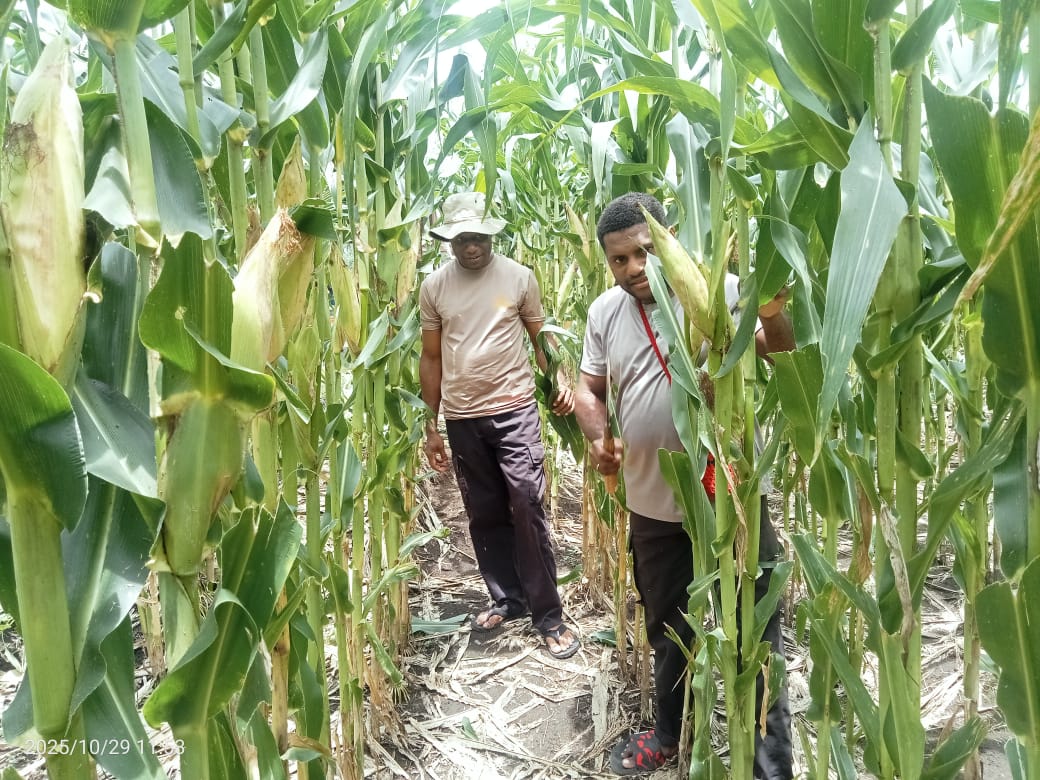 Jagung Siap Panen! Kapolsek Pantai Timur Cek Lahan Ketahanan Pangan Polsek