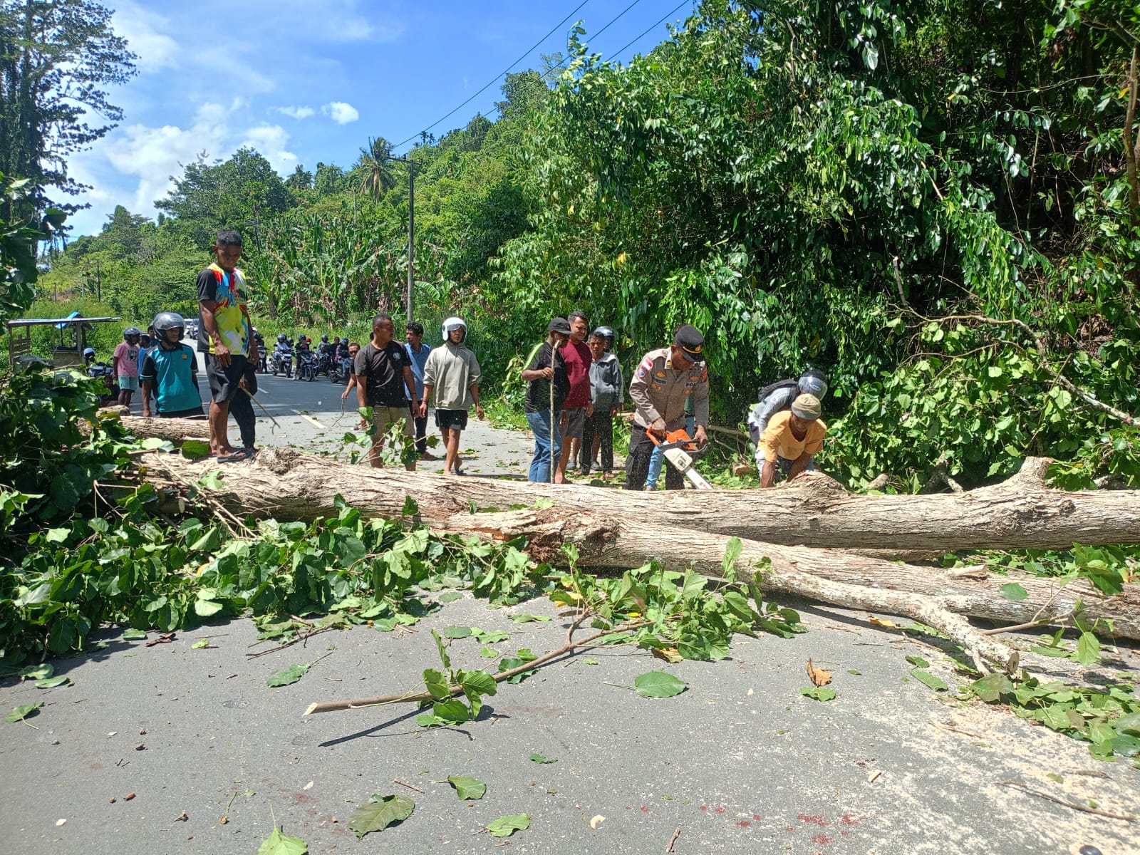 Polsek Muara Tami Sigap Tangani Pohon Tumbang di Jalan Poros Koya Tengah