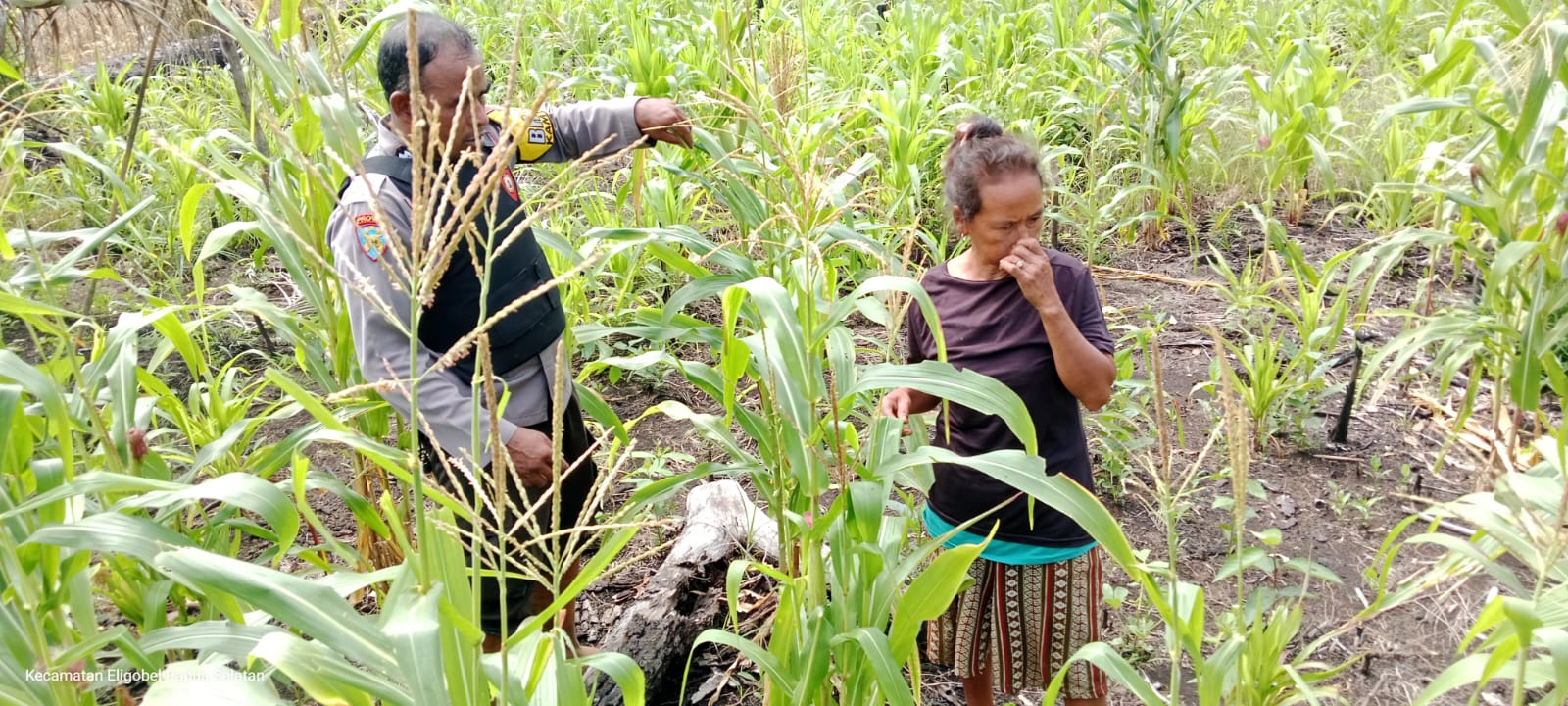 Polsek Elikobel Dukung Ketahanan Pangan, Bersihkan Lahan Jagung 2 HA