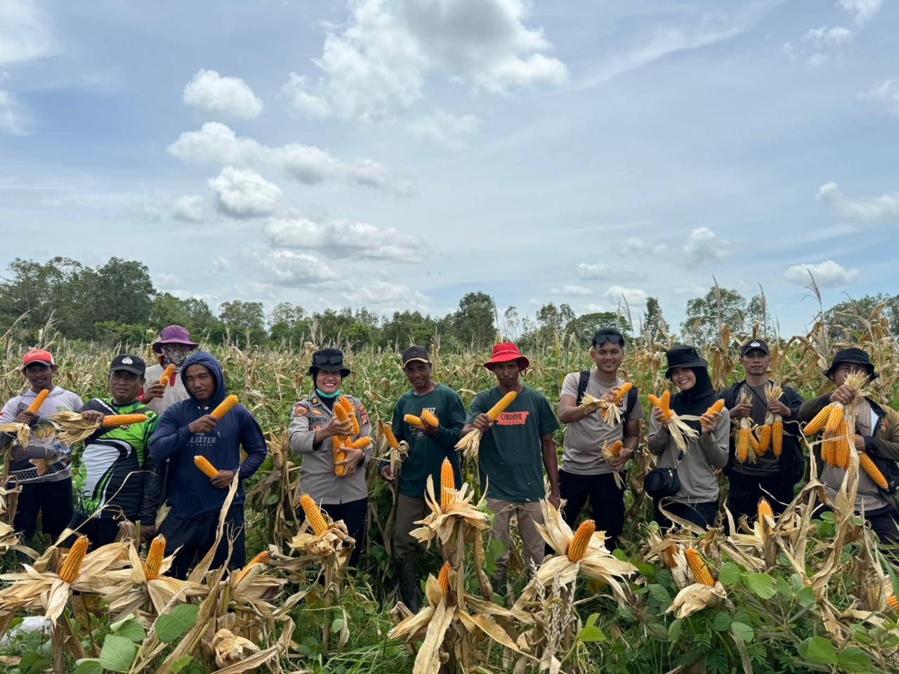 Polsek Merauke Kota Dukung Ketahanan Pangan, Panen Jagung 1 Ha
