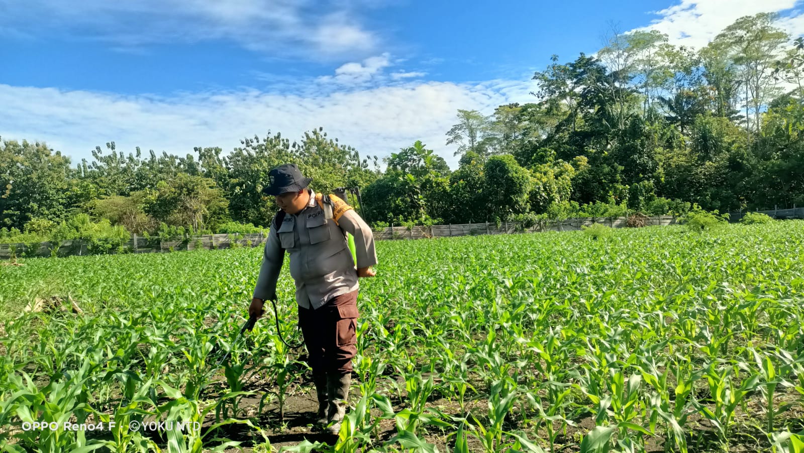 Polsek Nimbokrang Laksanakan Penyemprotan Gulma, Dukung Ketahanan Pangan Nasional