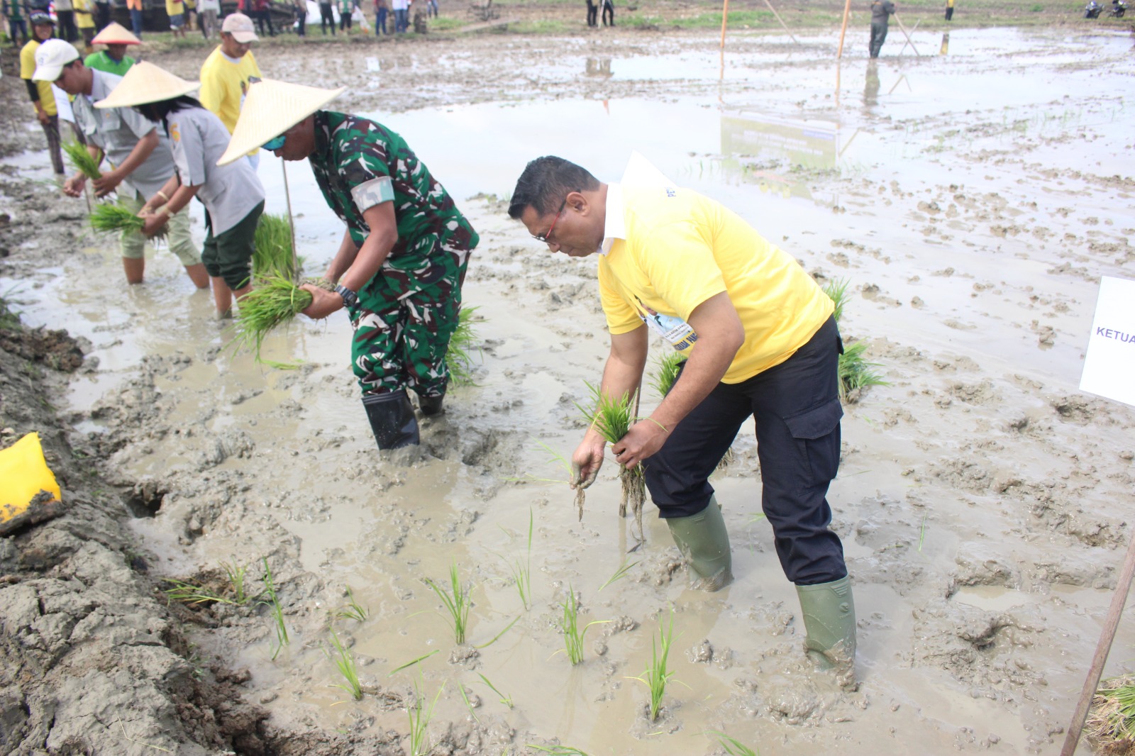 Dukung Ketahanan Pangan Nasional, Pemprov Papua dan Pemkot Jayapura Gelar Penanaman Padi Perdana di Muara Tami