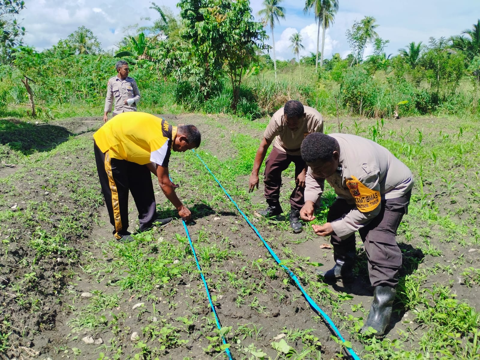 Polsek Sentani Timur Tanam Jagung Manis, Wujud Dukungan Ketahanan Pangan Nasional