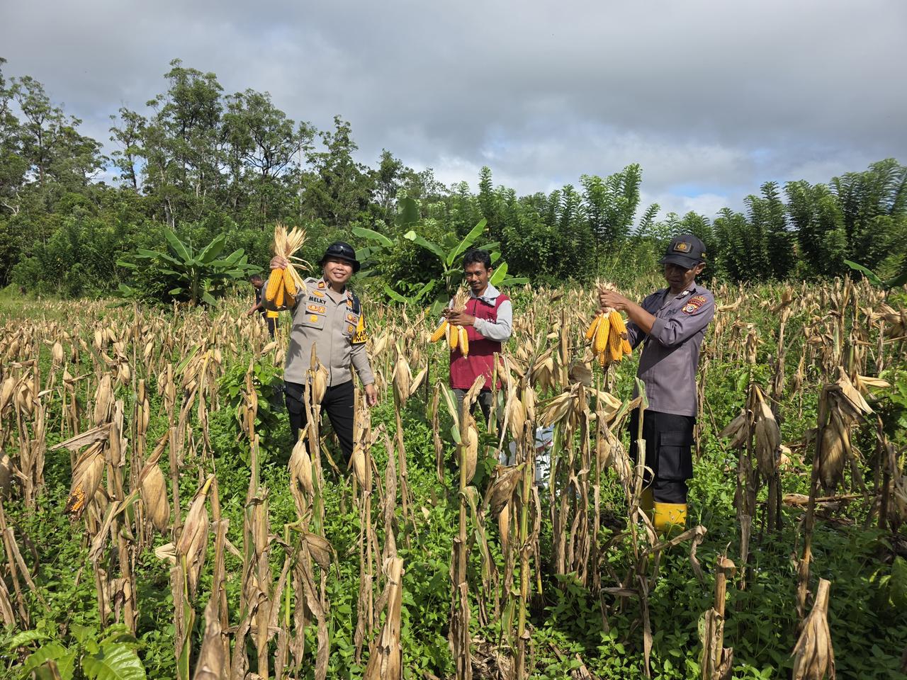 Personel Polsek Muting Berhasil Panen Jagung Di Kampung Kandrakai Dengan Hasil Yang Baik