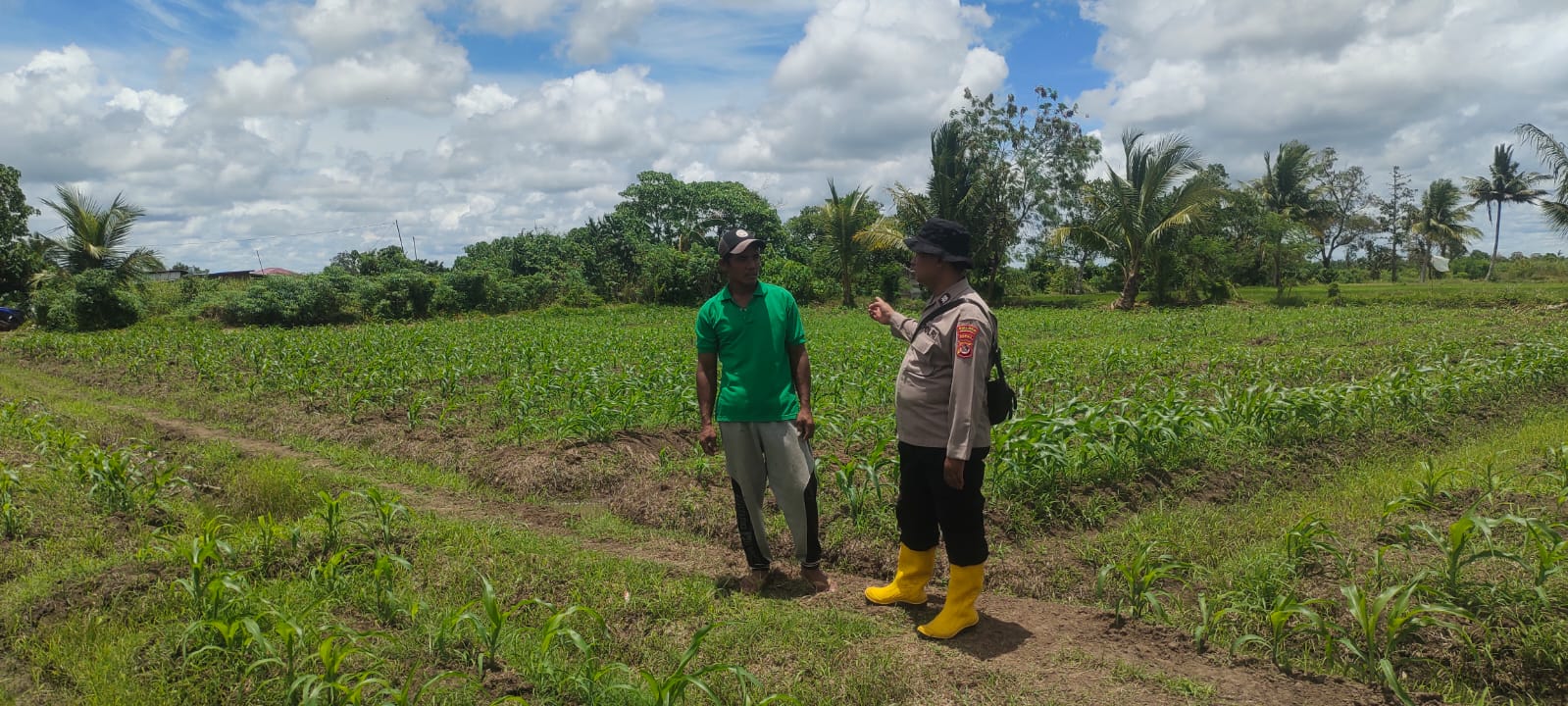Monitoring lahan Jagung, Wujud Dukungan Polres Merauke terhadap Ketahanan Pangan dan Total penyerapan Jagung 2026