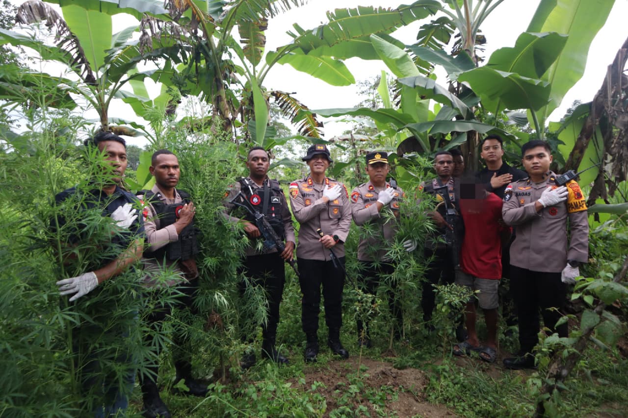Komitmen Berantas Narkoba, Polres Keerom Temukan Ladang Ganja di Belakang Pemukiman Warga.