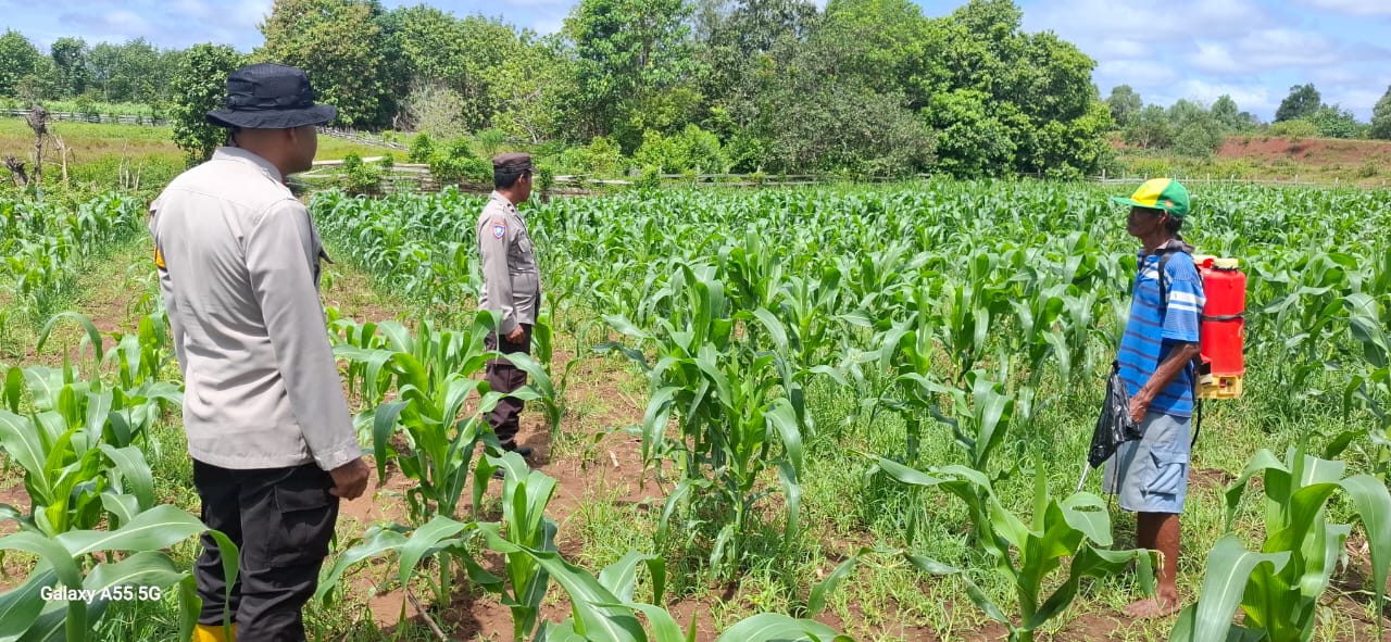 Polsek Jagebob Monitoring Perkembangan Jagung Tongkol Kelompok Tani Tunas Mekar Bhayangkara